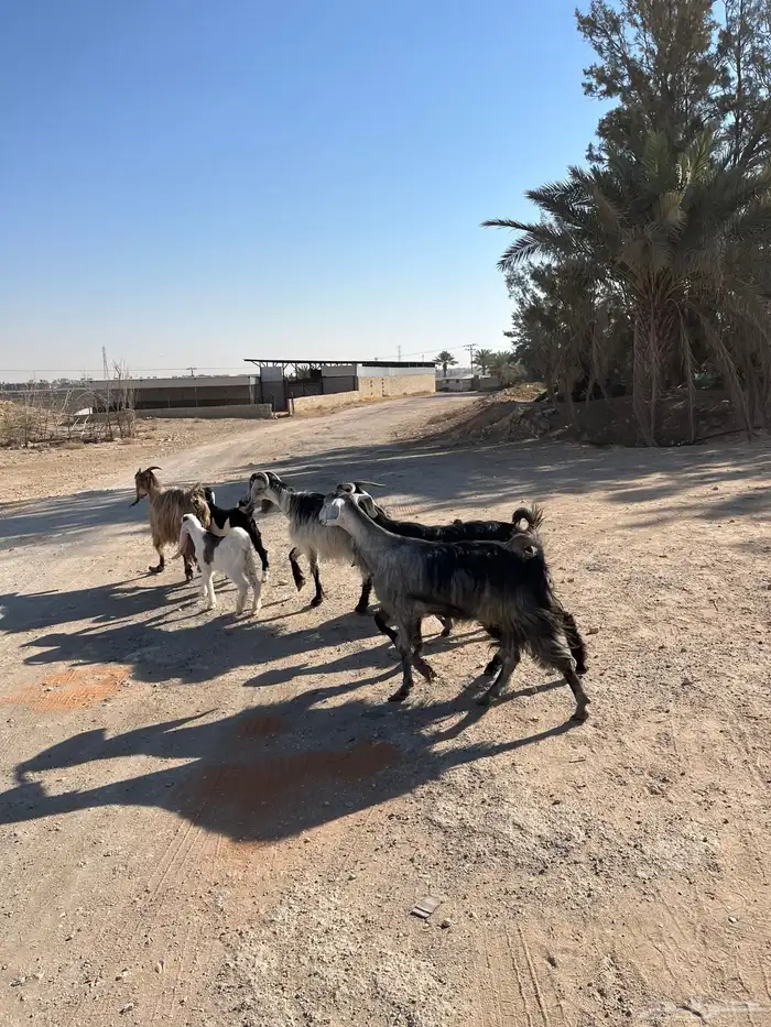 معزا خلفات متابيع مشاريك عوراض شاميه خلفه متبع 9