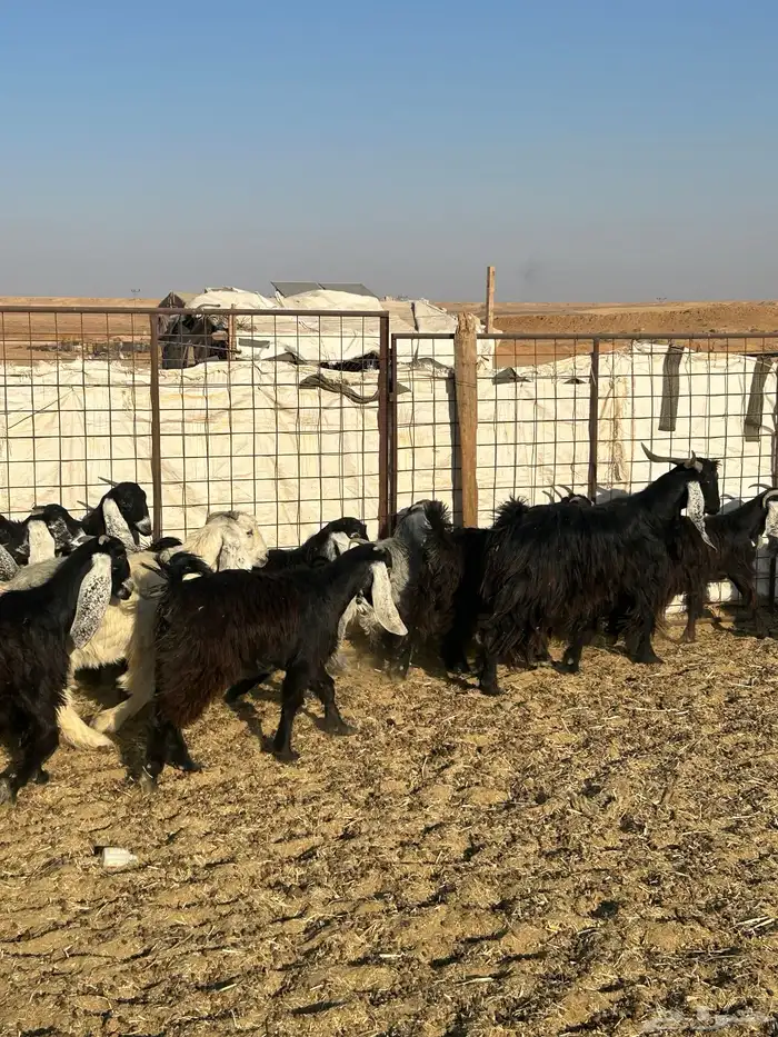 معزا جذعات مقرعات 5