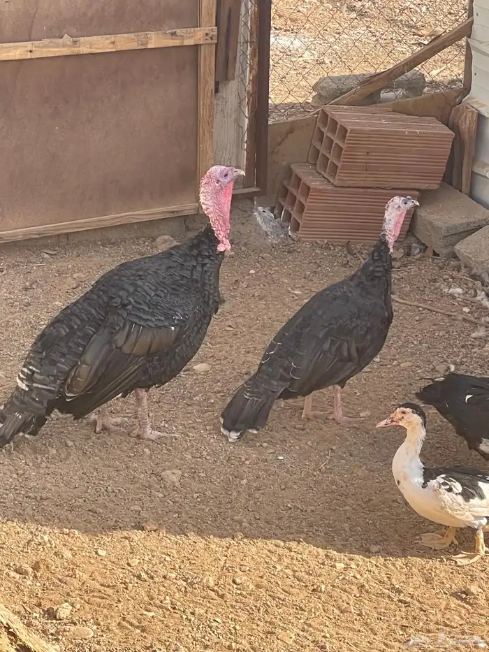 رومي منتج للبيع 0