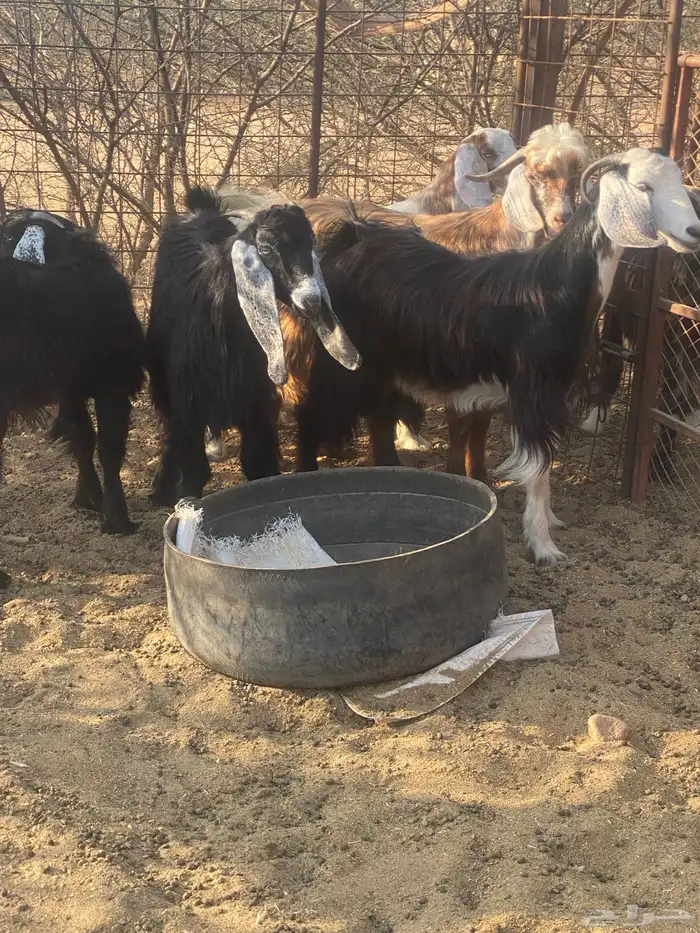 تيوس مخاصي 3