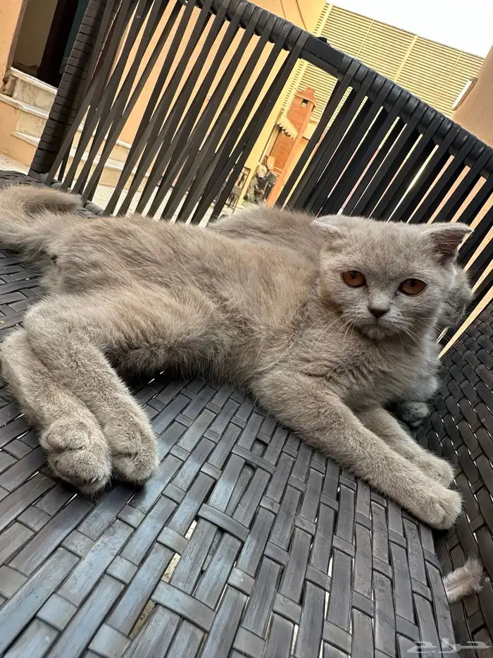 سكوتش ستريت أنثى و دبل فولد أنثى للبيع 7