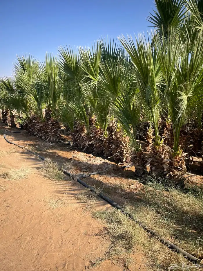 واشنطوني متفاوت الاطوال 6