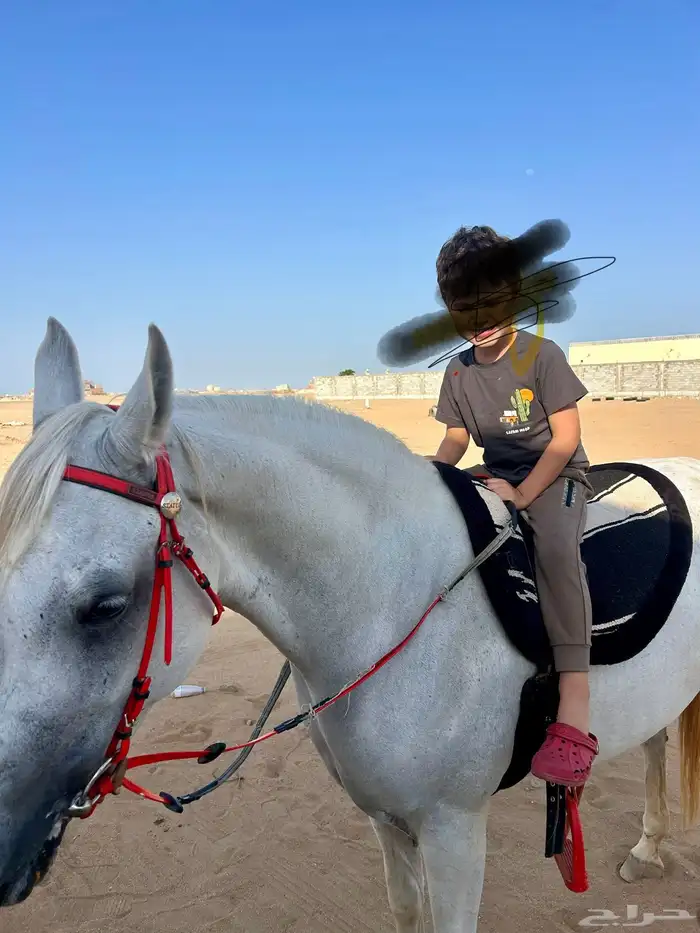 فرس مصري بيور 0