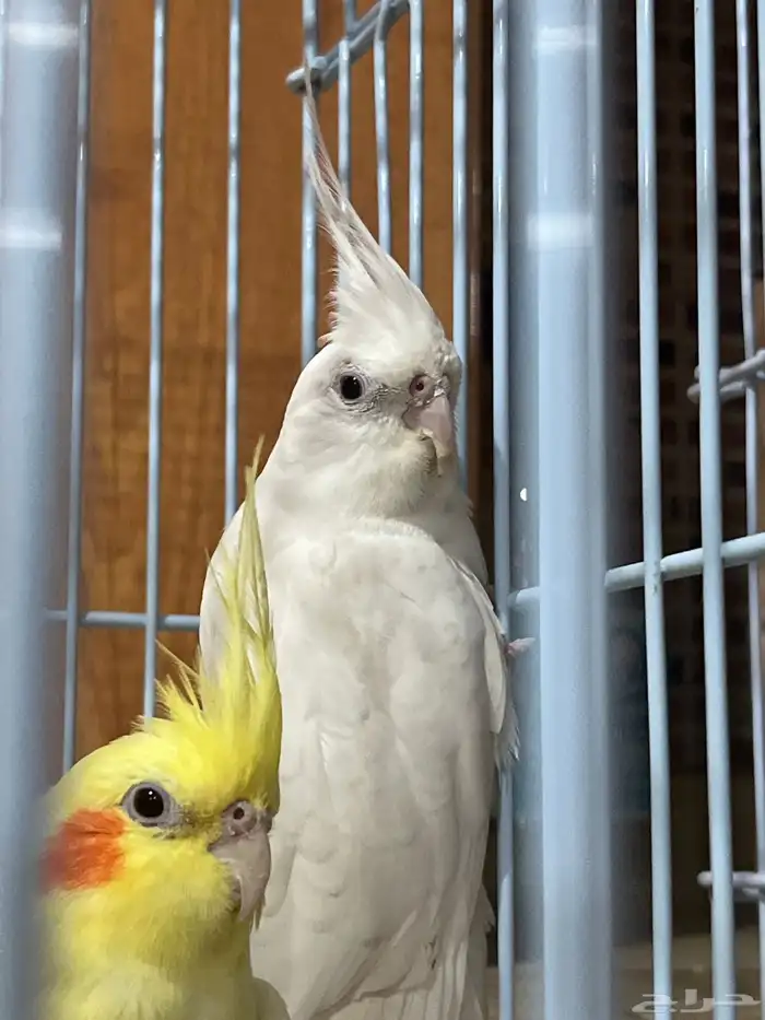 كروان انثى 0