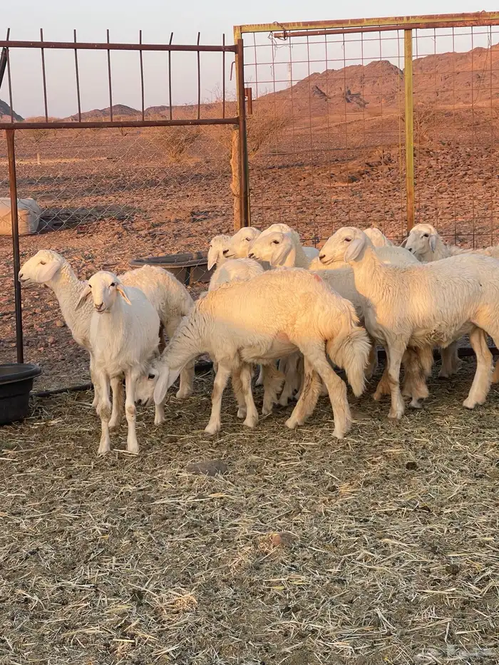 رخال ( تم البيع ) 6