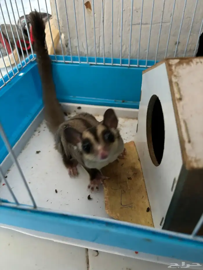 سنجاب أنثى عمره 10 شهور 1