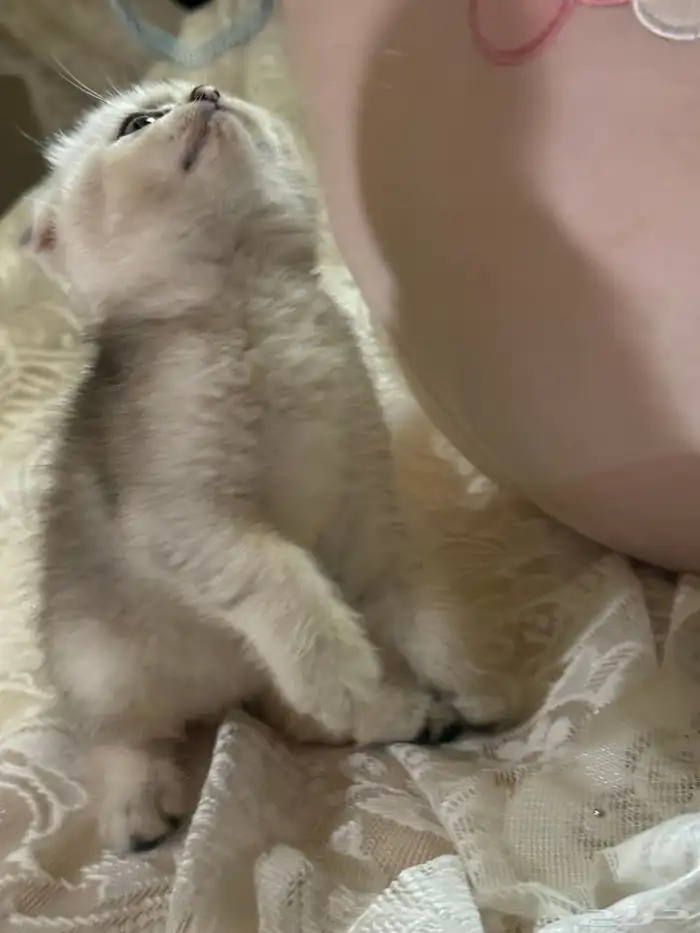 سكوتش فولد كيتن للبيع 2