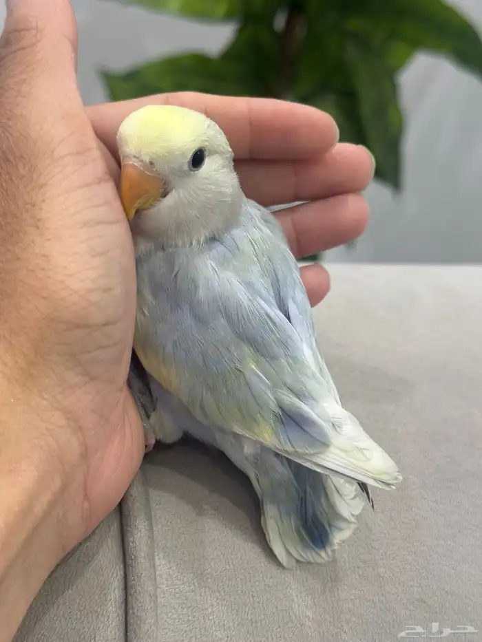 فرخ روز هدد نشبه 1