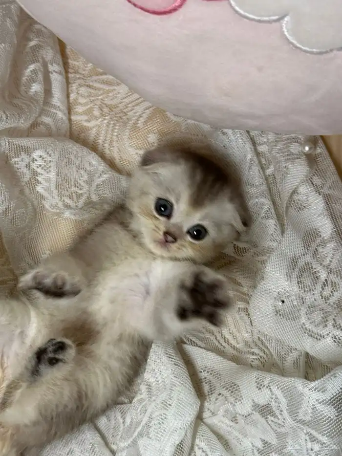 سكوتش فولد كيتن للبيع 1