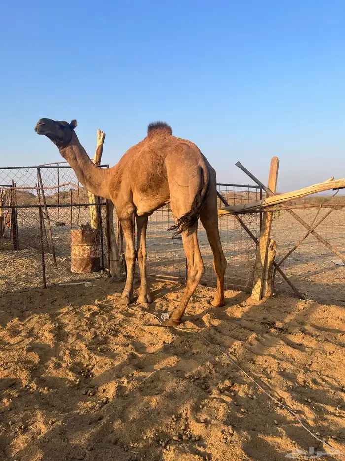 قعود فحل احمر طيب 5