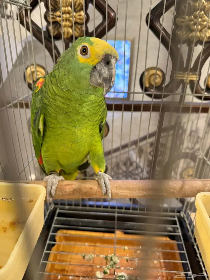 امازون بلوفرنتد 0