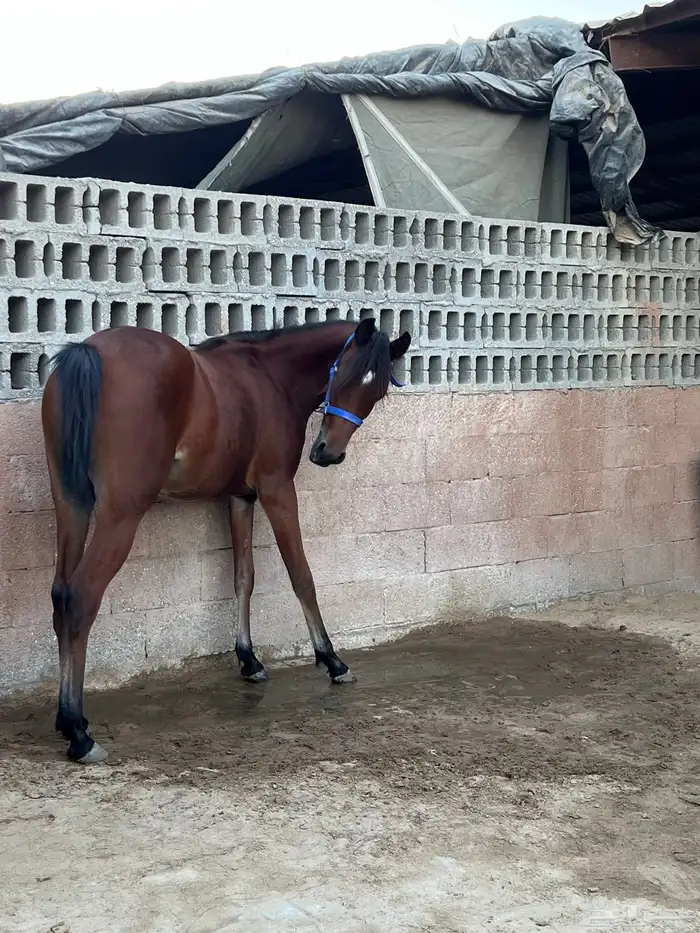 مهره شعبيه 1