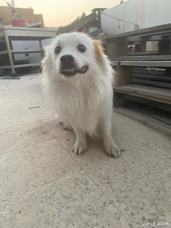 كلب مطيع نظيف بجوازه للبيع 3