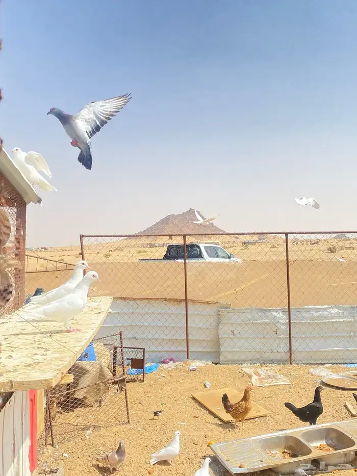 حمام فرنسي 17