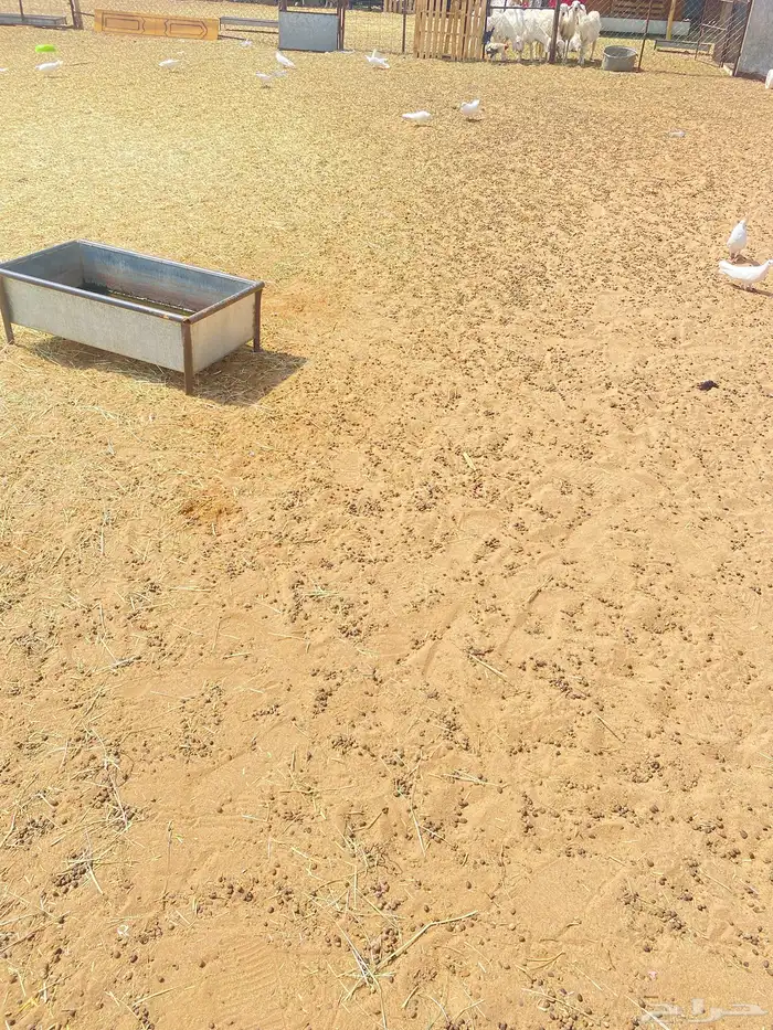 حمام فرنسي 19