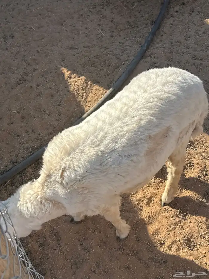 خروف ورخل حريات 2