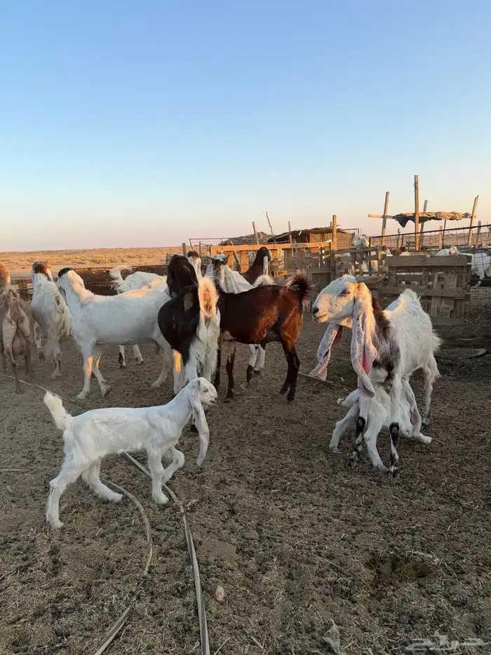 معزاء هولنديات 20