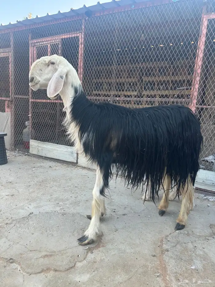 شات نجديه معها رخل 0