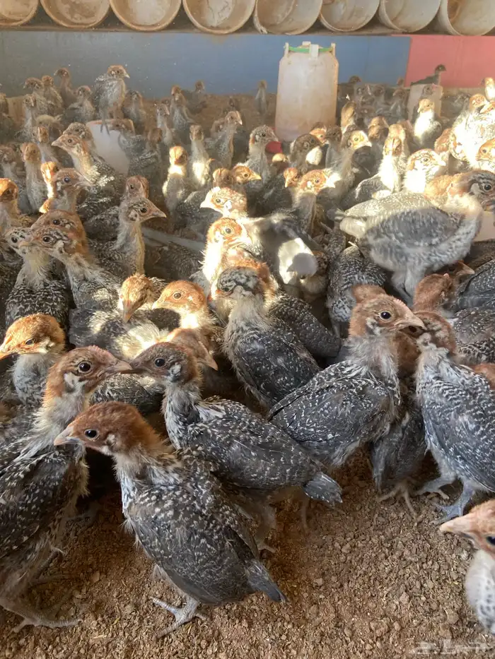 فروج دجاج فيومي شبابي 1