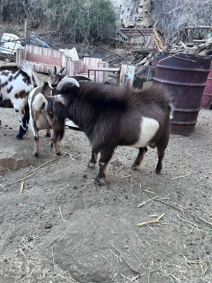 فحل قزمي ثني 3