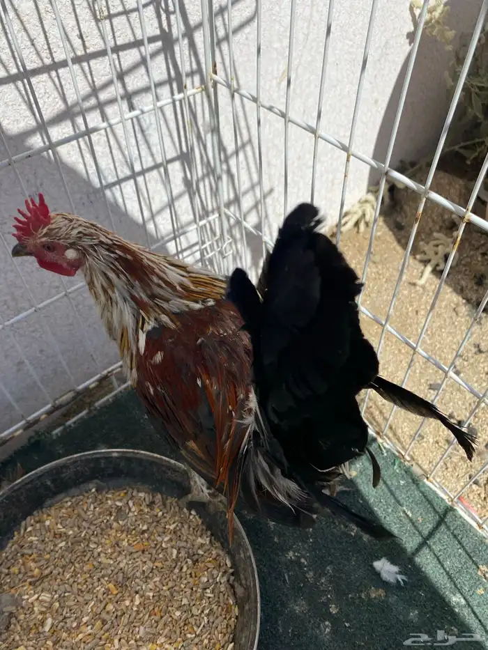 ديوك ماكنتوش الععدد 3 تم البيع 1