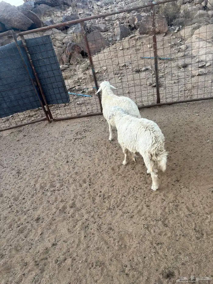 رخال للبيع تم البيع 0