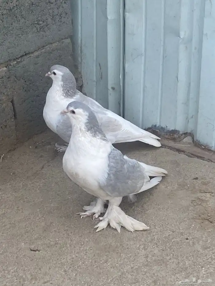 حمام للبيع فرنسي سلفر وجوز شرازي 0