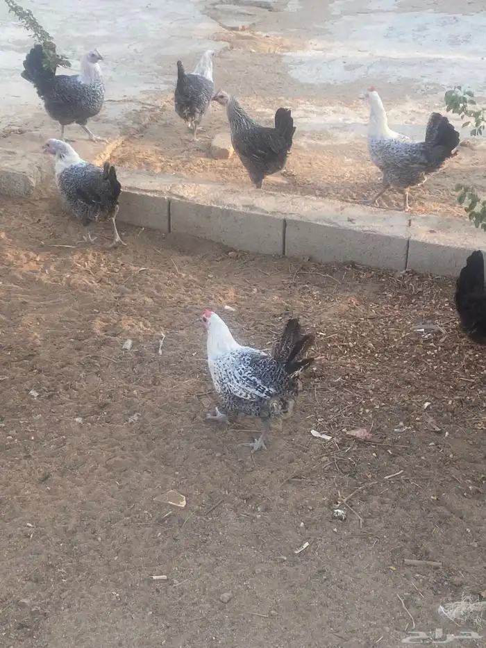 دجاج فيومي 2