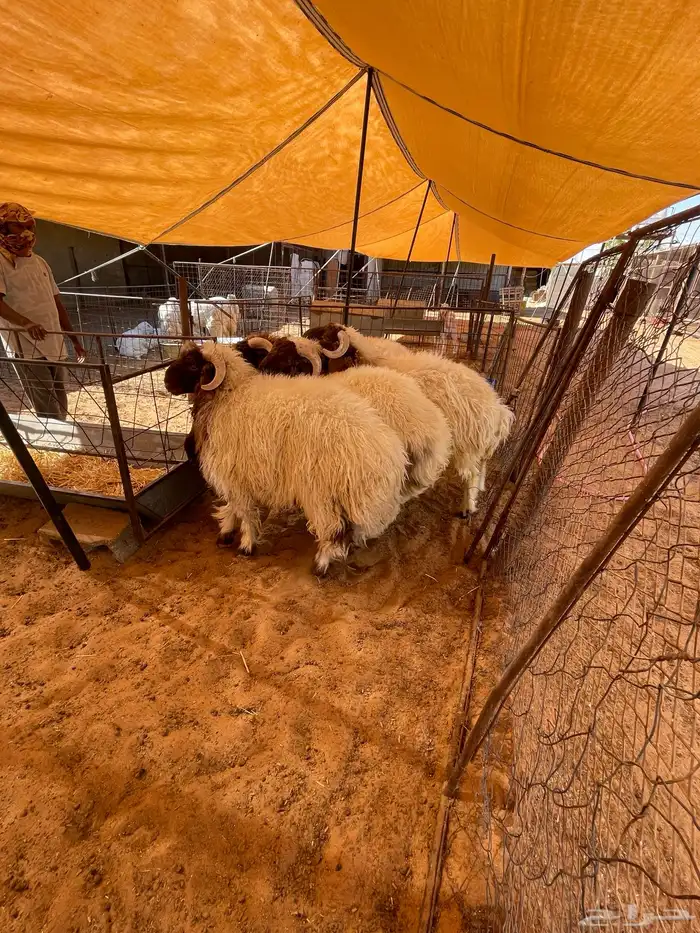 طليان نعيم جبر وسمين 4