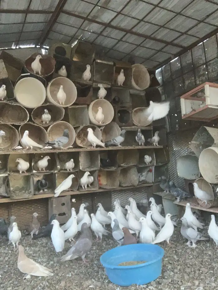 حمام للبيع مشكل فرنسي هندي تركي للبيع 1