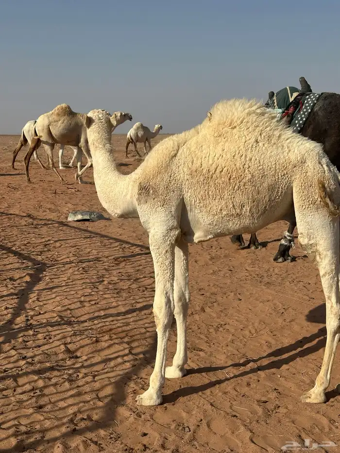 حاشي للبيع 0