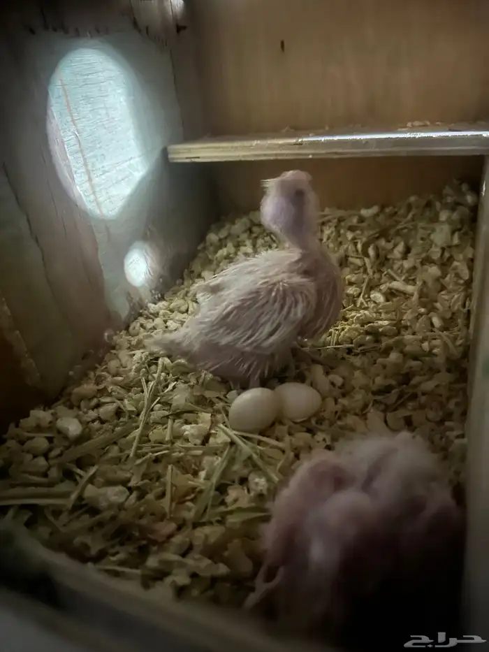 فروخ كروان 1