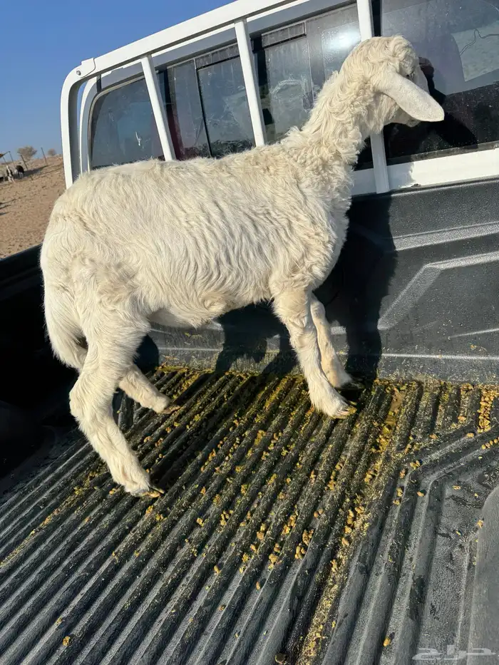 طلي للبيع الموقع بيشة 1