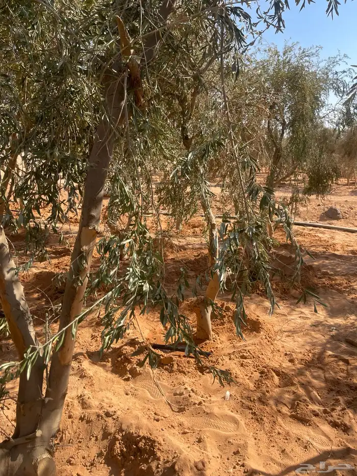 اشجار زيتون 1