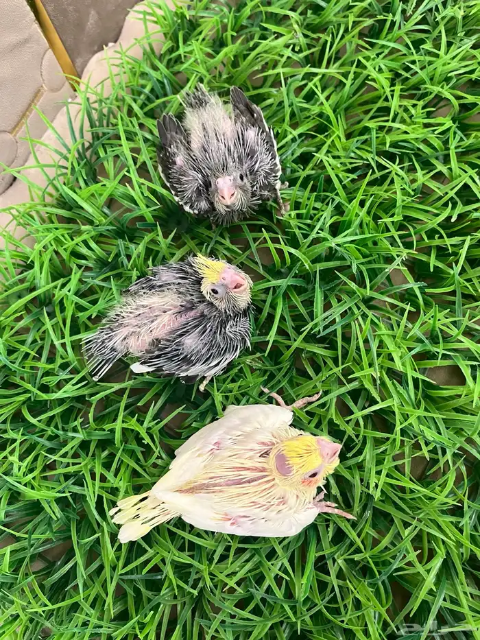 فروخ كروان 2