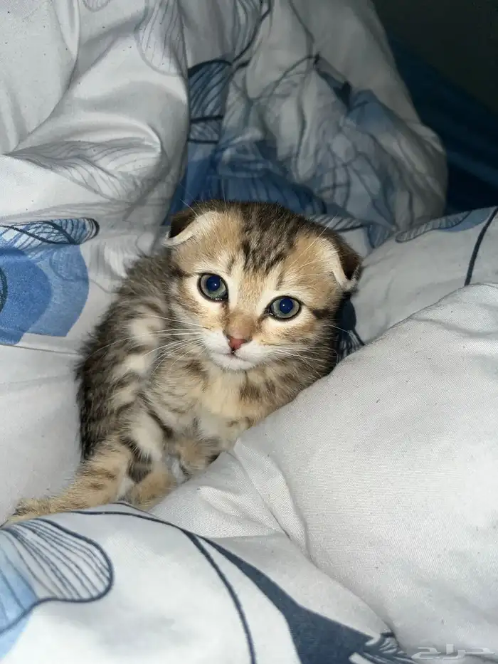 قطه للبيع عمرها شهرين لعوبه وحنونه معها كل اغراضها 0