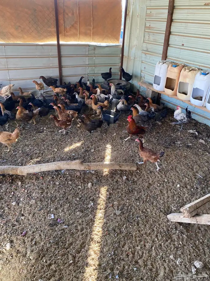 دجاج بشاير مشكل 0