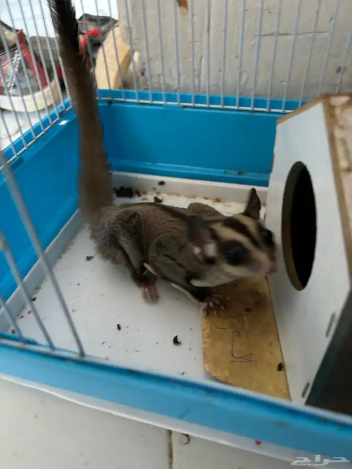 سنجاب أنثى عمره 10 شهور 2