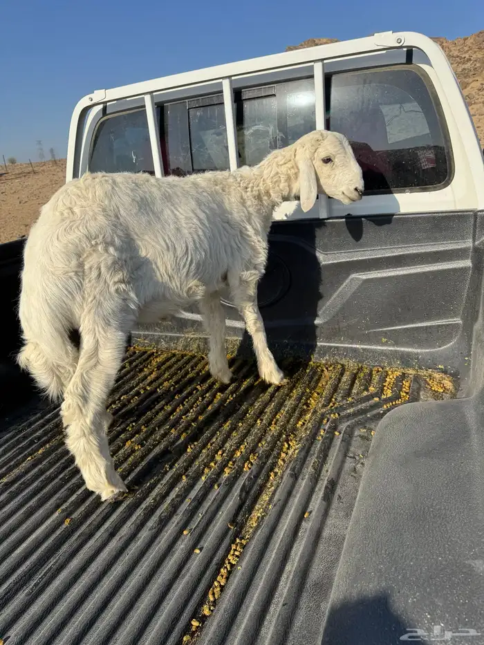 طلي للبيع الموقع بيشة 0