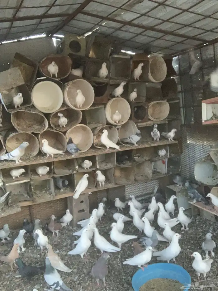 حمام للبيع مشكل فرنسي هندي تركي للبيع 2