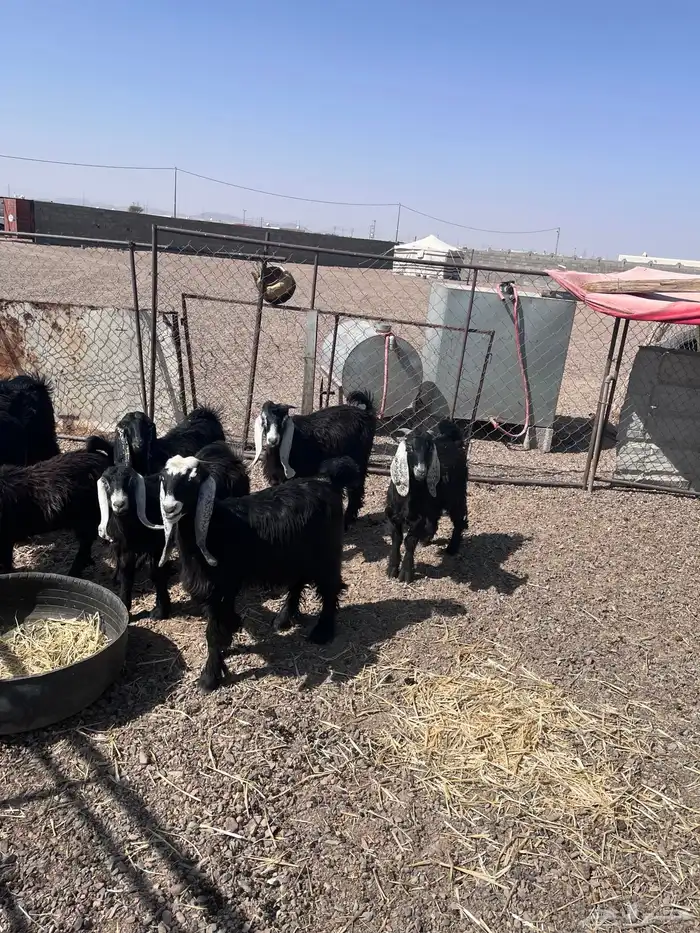 للبيع ذبايح تيوس وجفار 3