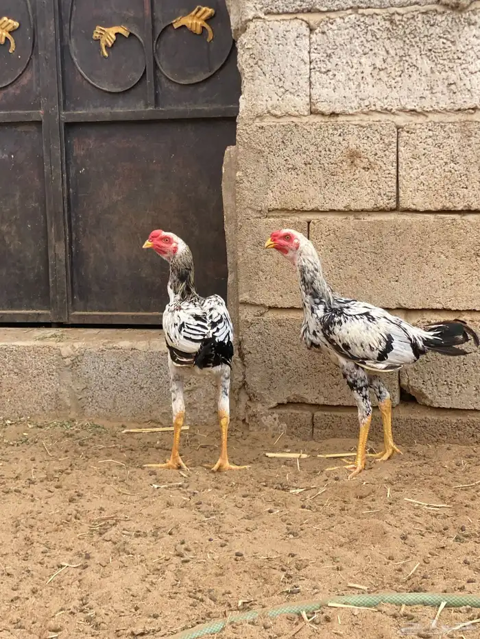 ديوك باكستاني 1