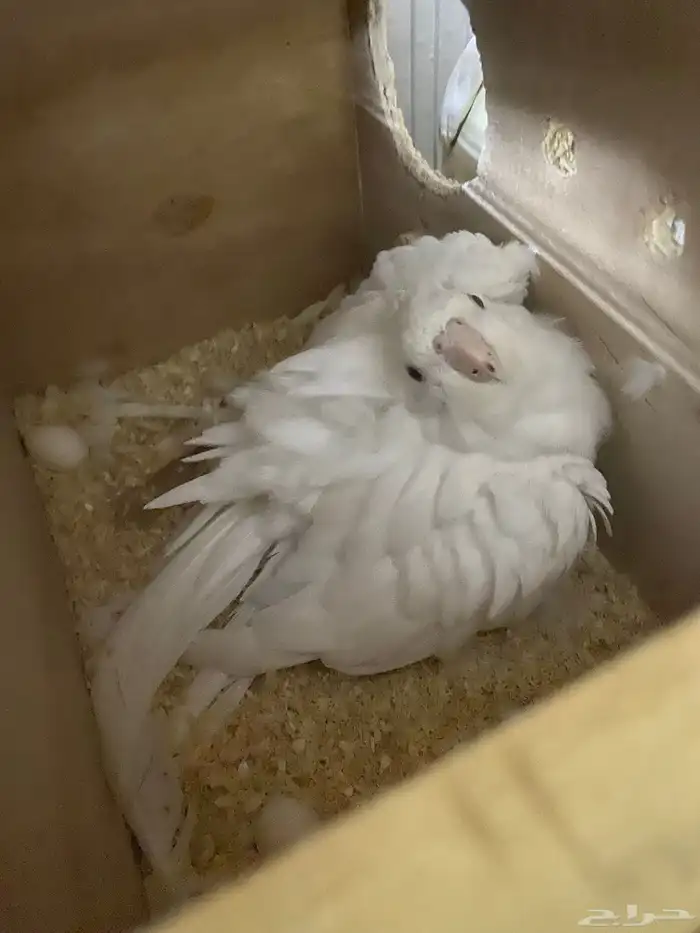 عاجل جوز كروان 3