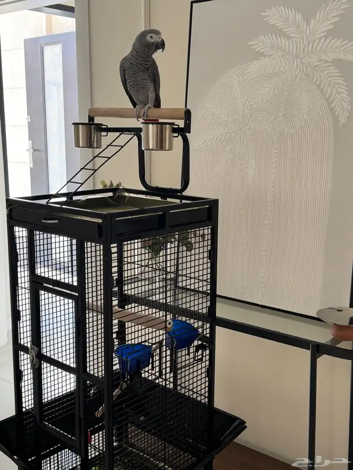 كاسكو إفريقي سوبر جامبو أليف متكلم ومعه 3 أقفاص 1