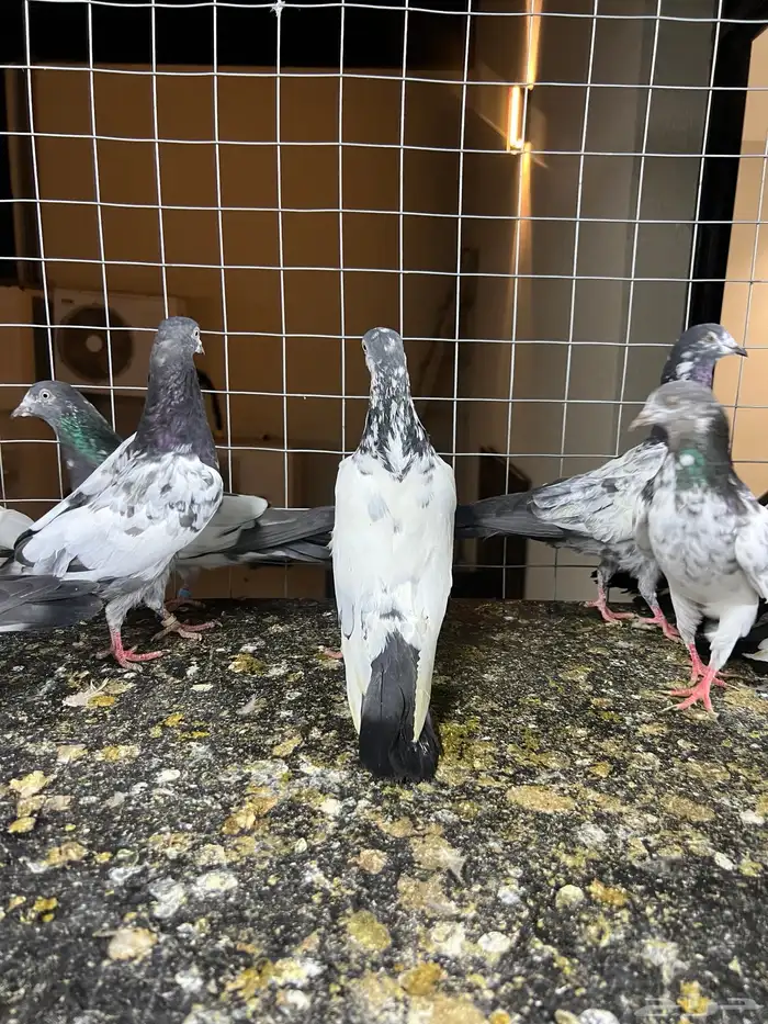 حمام باكستاني تيدي 10