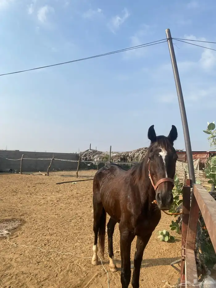 فرس إنجليزي 3