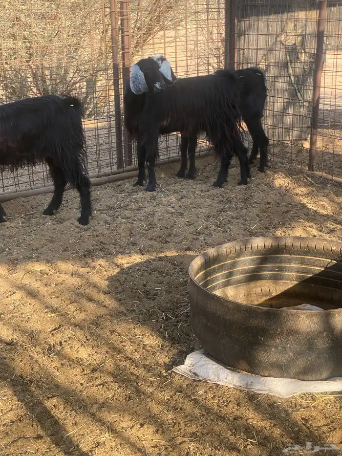 جفار حيل شرط 2