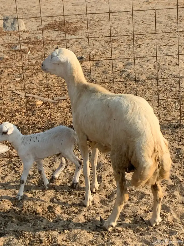 للبيع غنم حريات صنف ورخله والد 11