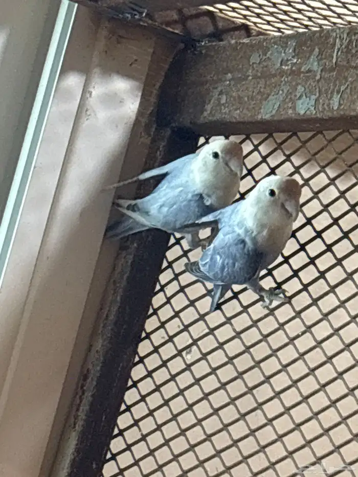 طير روز جوز 0