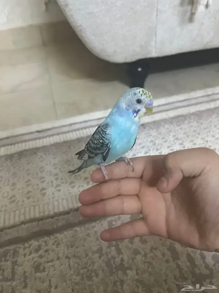 طير باذجي اليف جدا  جدا  على السوم 0